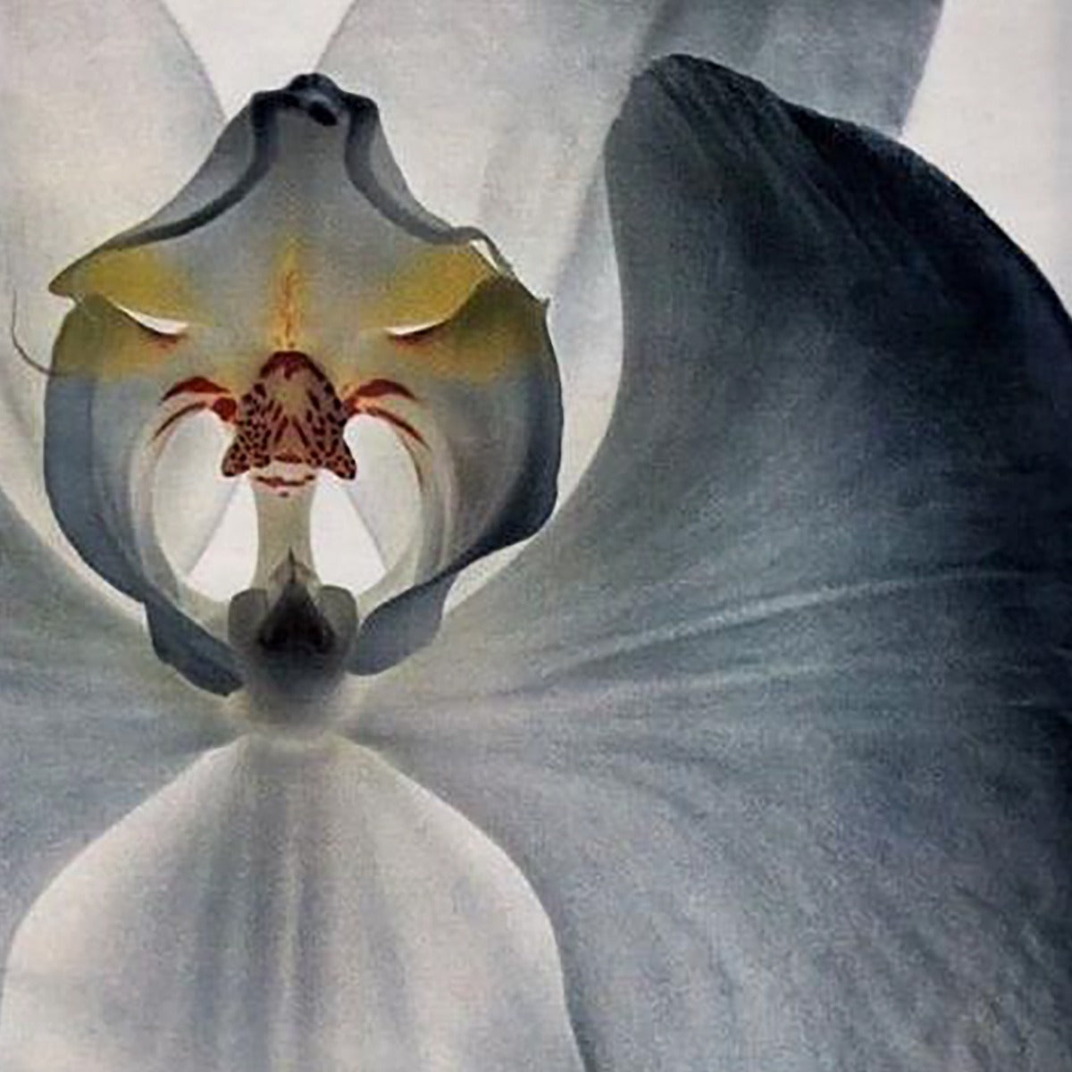 CARE RADIANT GLOSS ILLUMINATING SHAMPOO 300ml