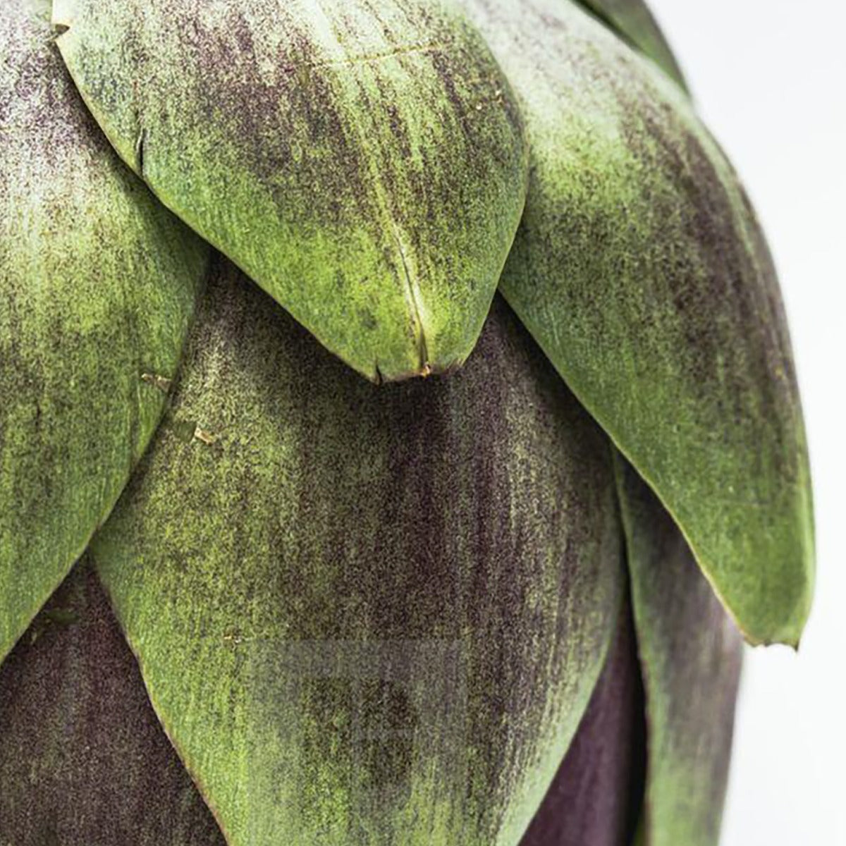 CARE SCALP SENSITIVE SOOTHING SHAMPOO 1L